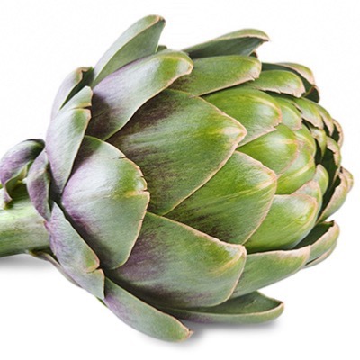 Green Globe Artichoke Seeds | Premium Globe Artichoke Seed | Fosters Seeds Green Globe Artichoke Seed