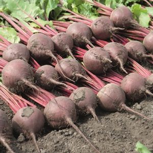 Beetroot-Bettollo
