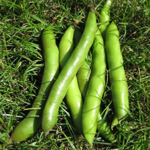 BroadBean-Giant-Exhibition
