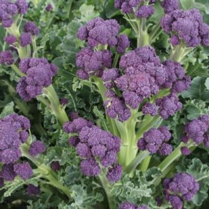 Broccoli
