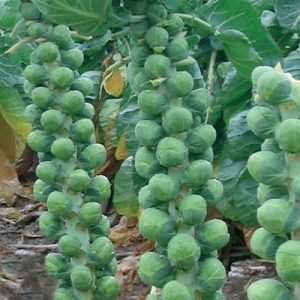 Brussell-Sprout-Brest-F1