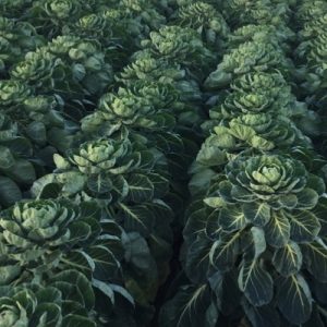 Brussell-Sprouts-Brechin