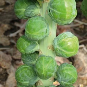 Brussell-Sprouts-Dagan-F1
