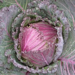 Cabbage-Deadon-F1
