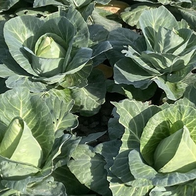 Cabbage-Dutchman
