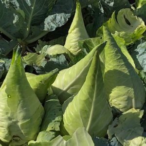 Cabbage-Filderkrout