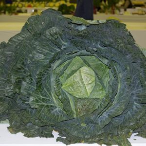 Cabbage-Hercules
