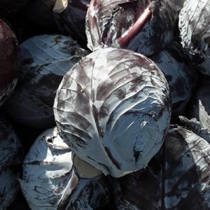 Cabbage-Klimaro-F1