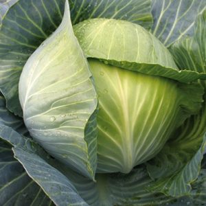 Cabbage-Lion-F1