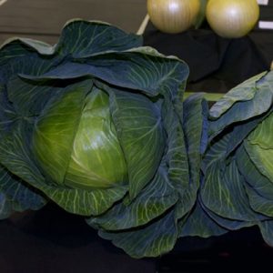 Cabbage-Pronca-F1