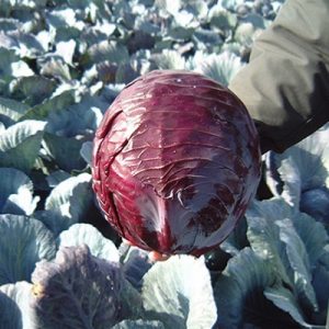 Cabbage-Red-Lodero