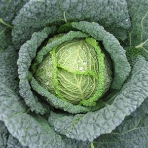 Cabbage-Savoy-Firensa-F1