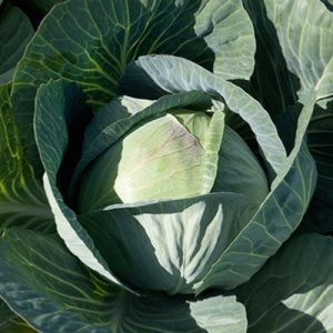 Cabbage-Typhoon-F1