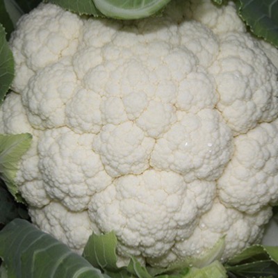 Cauliflower-Skerrymore-F1