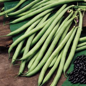 Climbing-French-Bean-Cobra