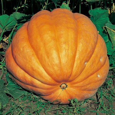 Giant Pumpkin-Atlantic-Patons-Stock
