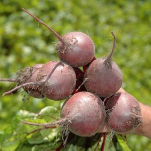 Beetroot RedAceF1