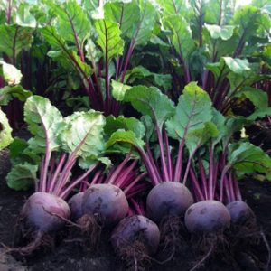Beetroot RhondaF1