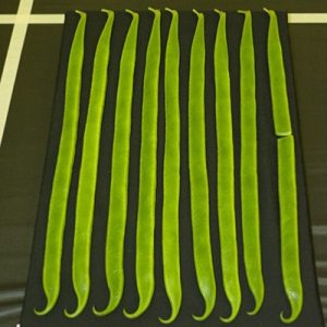 Runner Bean Enorma Elite
