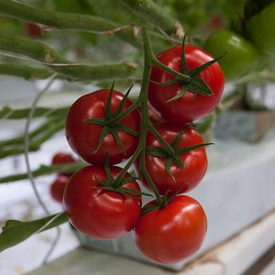 Tomato-Harzfeuer-F1 Seeds