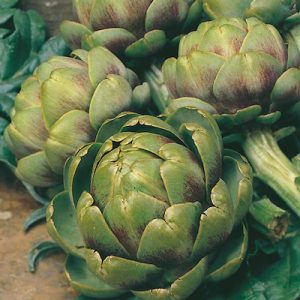 artichoke-green-globe
