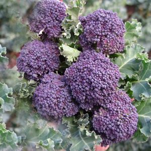 broccoli-burgandy-f1