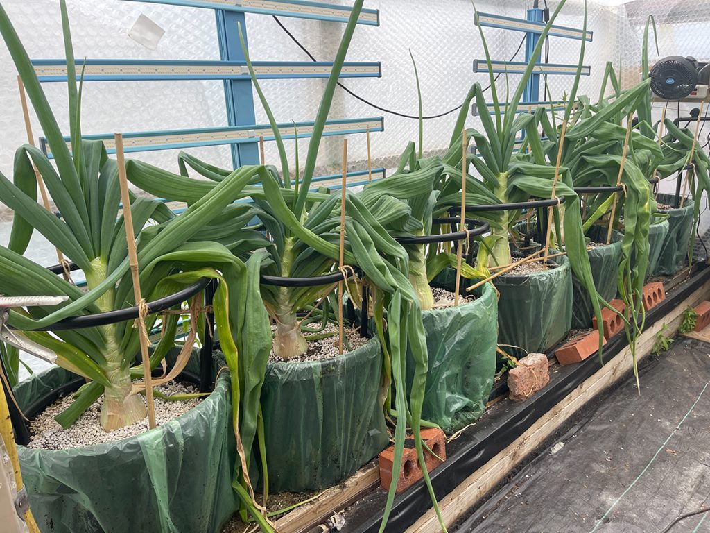 Ailsae onion mid season progress. Harrogate Show. Onion Ailsae 11/06/2024