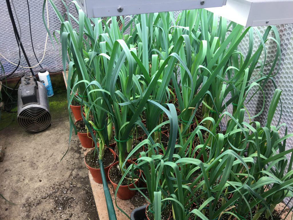 The Wizard of Long Leeks and Onions Peter Clark Pendle Improved Blanch Leek